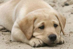 蛋黄狗狗吃瓜,蛋黄狗狗的夏日瓜趣之旅