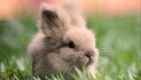 兔子吃手瓜吗,探究兔子饮食习惯之谜