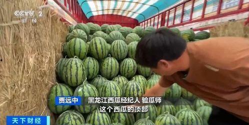 性价比最高的吃瓜,揭秘最接地气的吃瓜攻略