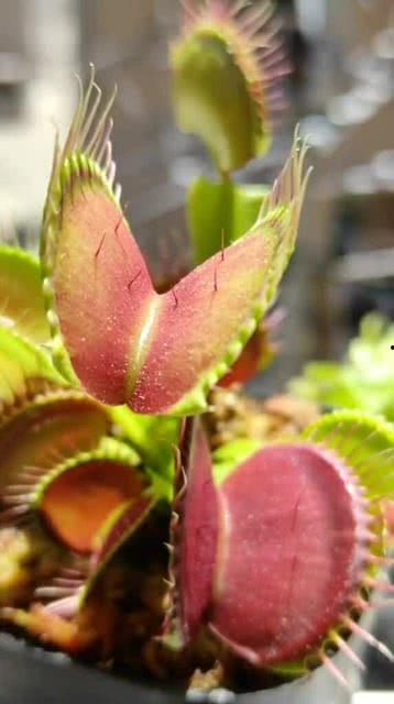 吃瓜飘柳,揭秘娱乐圈的甜蜜与苦涩