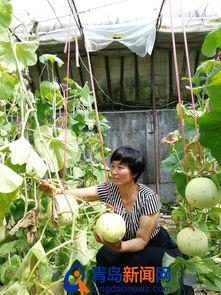 即墨吃瓜故事,一场民间故事的狂欢盛宴