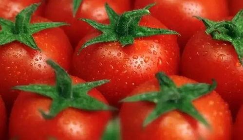 吃瓜文推荐番茄,揭秘吃瓜文中的美味诱惑