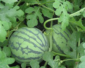 孕妇可以吃生瓜,孕妇可以放心食用的生瓜种类