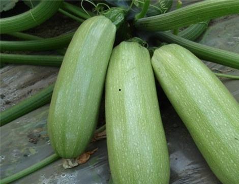 深度吃瓜西贝,吃瓜群众眼中的西贝传奇