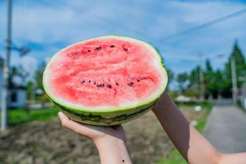 深度吃瓜西贝,吃瓜群众眼中的西贝传奇