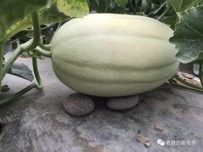 吃瓜网在哪找,吃瓜网——揭秘热门八卦资讯的聚集地