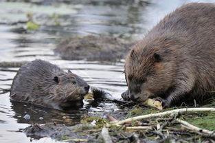 海狸吃瓜,瓜果飘香中的生态趣谈