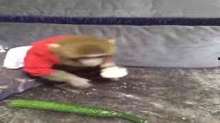 大鲨鱼吃小瓜,大鲨鱼与美味小瓜的邂逅