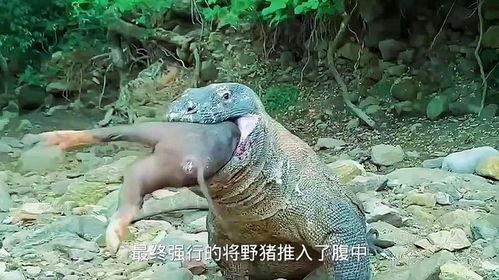 大鲨鱼吃小瓜,大鲨鱼与美味小瓜的邂逅