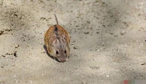 异型老鼠吃瓜,异型老鼠的瓜田奇遇记