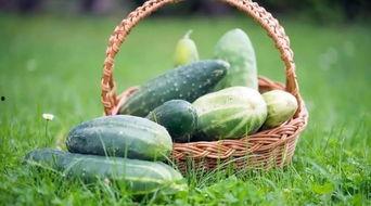 春天吃夏天吃瓜