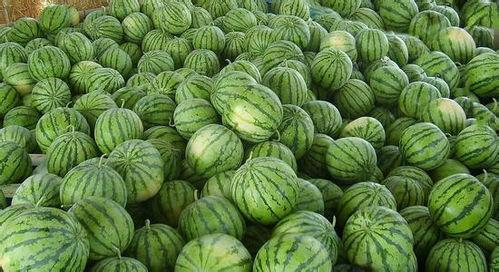 扒瓜怎么吃,解锁夏日清新口感新方式