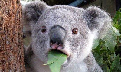 成都吃瓜群众立功,见证城市正能量