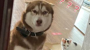 程十二哈士奇吃瓜,吃瓜界的“狂野小生”