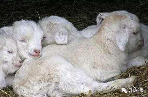 小羊吃瓜事件,一场意外引发的动物界热议