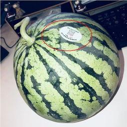 海安网红吃瓜,揭秘网络红人的幕后故事