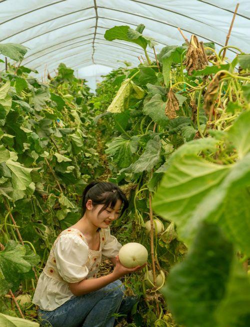 田里的吃瓜,田里吃瓜的悠闲时光