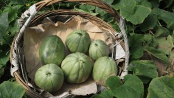 陕北小瓜怎么吃,解锁美味新体验