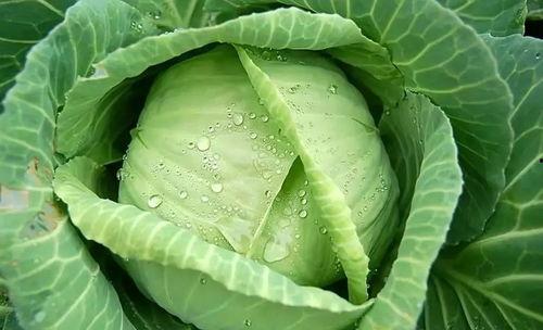 卷心菜王者荣耀吃瓜,吃瓜群众围观瓜王争霸