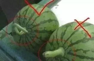 吃瓜怎么正确,一场全民参与的娱乐盛宴