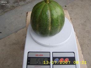 云南绿瓜怎么吃,解锁绿色美味新体验