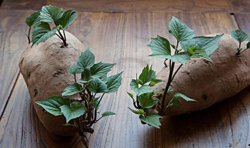 吃土瓜有多重,揭秘吃土瓜的重量奥秘