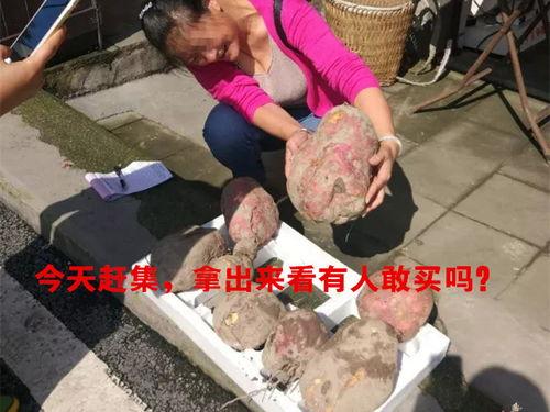 吃土瓜有多重,揭秘吃土瓜的重量奥秘