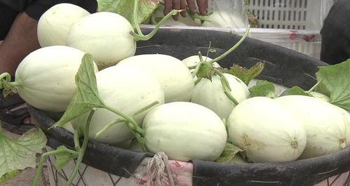 盘锦雪糕吃瓜,夏日消暑神器，吃瓜群众的清凉选择