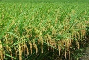 看人吃瓜树,揭秘娱乐圈的隐秘生态