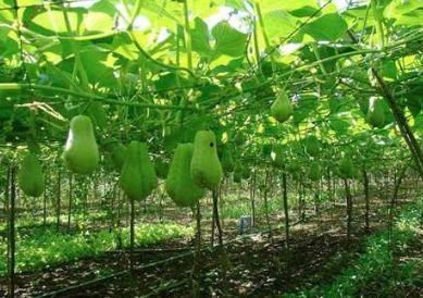 福寿瓜要怎么吃,解锁健康美味新体验