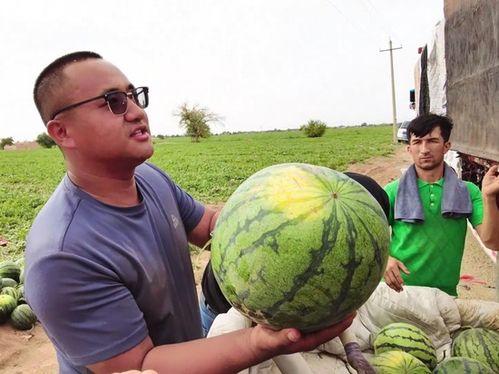 藏民吃瓜梗,瓜梗美食探秘