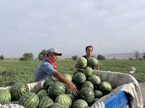 藏民吃瓜梗,瓜梗美食探秘