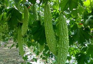 吃脉脉的瓜,吃脉脉瓜，探寻明星幕后故事