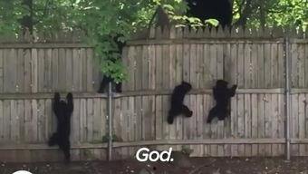 吃瓜小熊婆婆,揭秘娱乐圈背后的甜蜜与苦涩