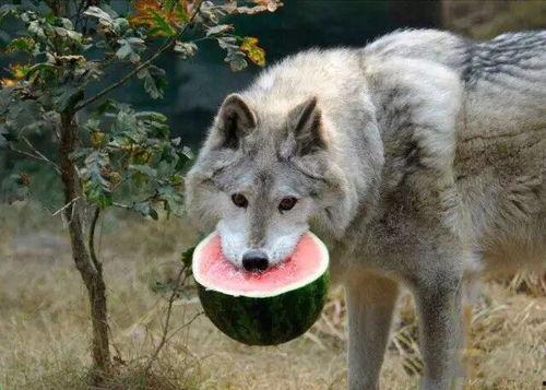 野狼带你回家吃瓜