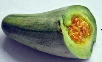 牛角瓜的瓜瓤可以吃吗