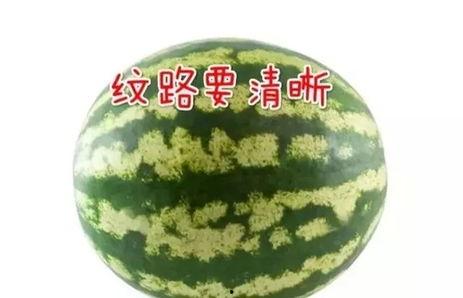 牛角瓜的瓜瓤可以吃吗