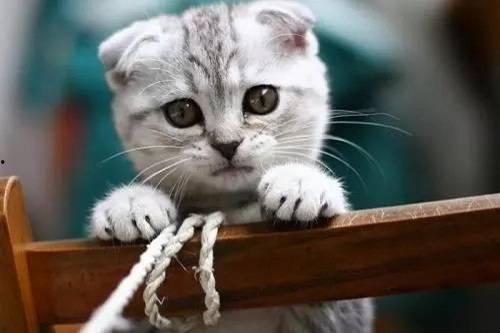 阿柒吃猫瓜,一场美食与冒险的奇幻之旅