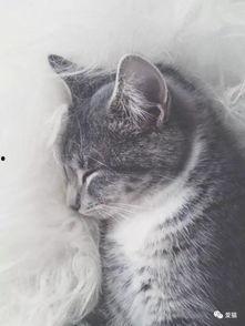 阿柒吃猫瓜,一场美食与冒险的奇幻之旅