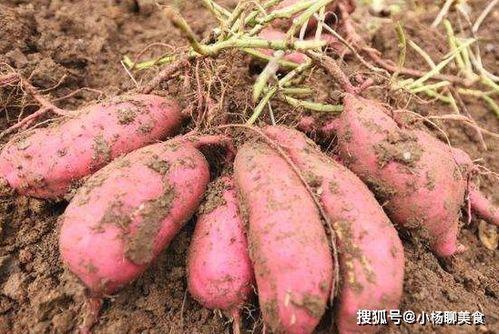 吃土瓜根,吃土瓜根的养生奥秘