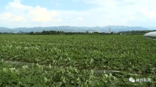 嵊州健身吃瓜,吃瓜群众也来尝鲜