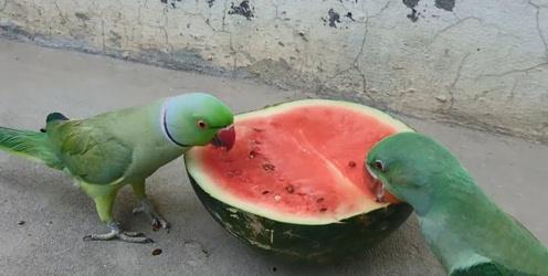 鹦鹉可以吃小瓜