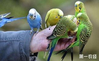 鹦鹉可以吃小瓜