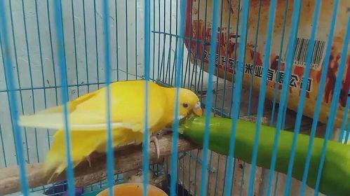 鹦鹉可以吃小瓜