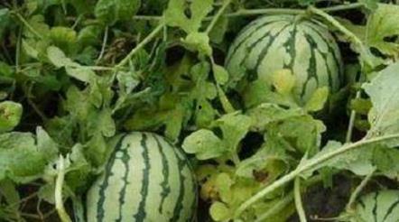 甜悦吃瓜,揭秘娱乐圈那些不为人知的幕后故事