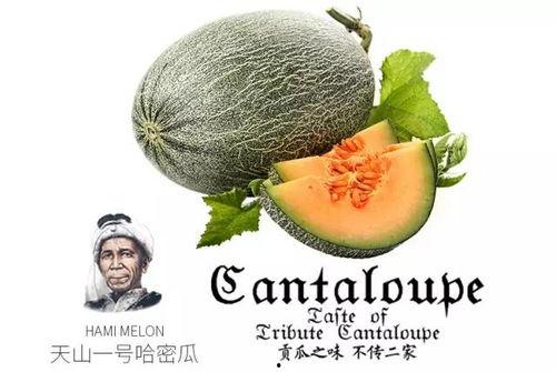 吃瓜备用号,带你领略网络世界的趣味与真相