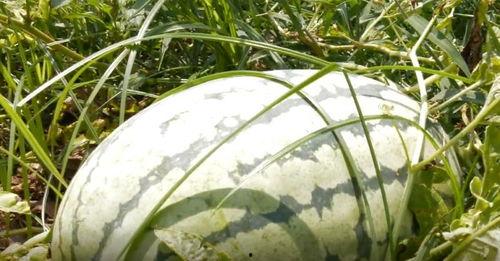 吃瓜外交官,揭秘国际风云中的趣味外交故事