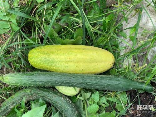 吃瓜看哈片,吃瓜看哈片，带你领略明星幕后故事