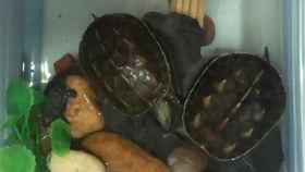 斗鱼小乌龟吃瓜,一场趣味横生的宠物互动秀