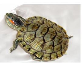 斗鱼小乌龟吃瓜,一场趣味横生的宠物互动秀